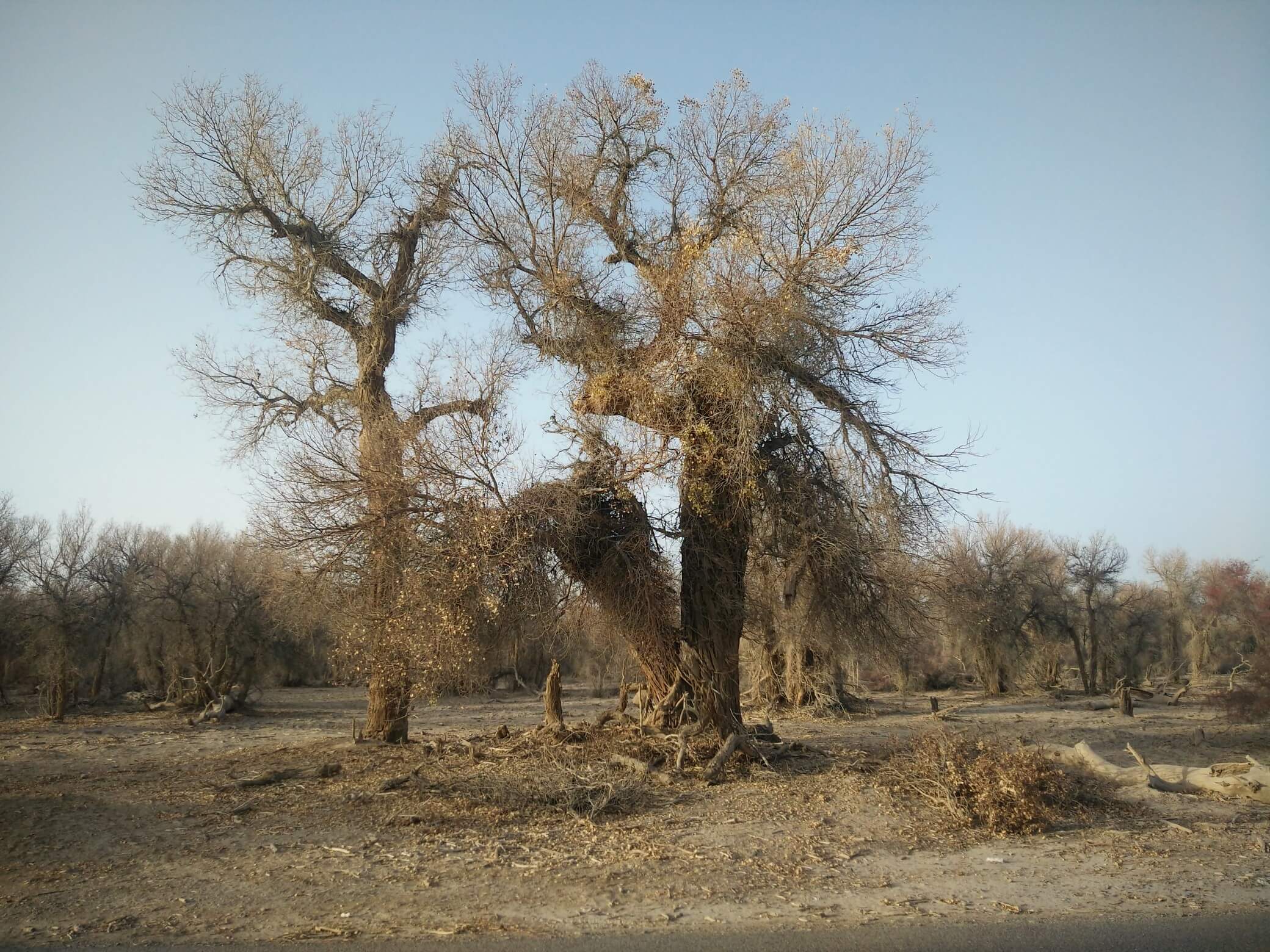populus_euphratica_07