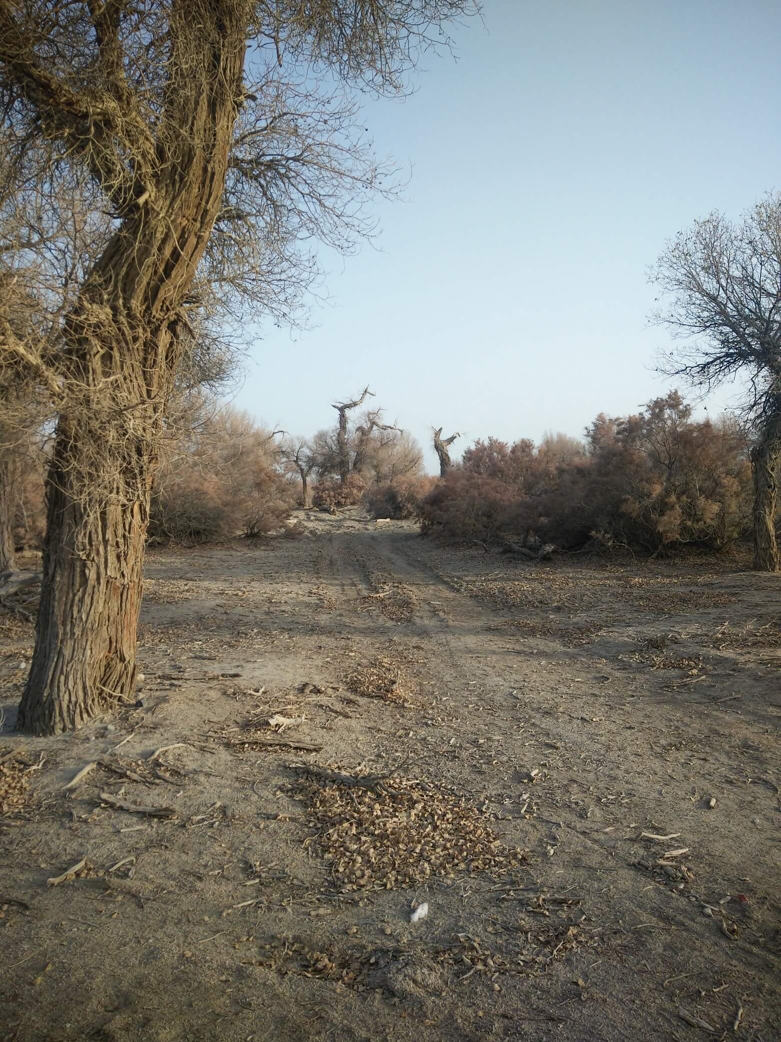 populus_euphratica_09