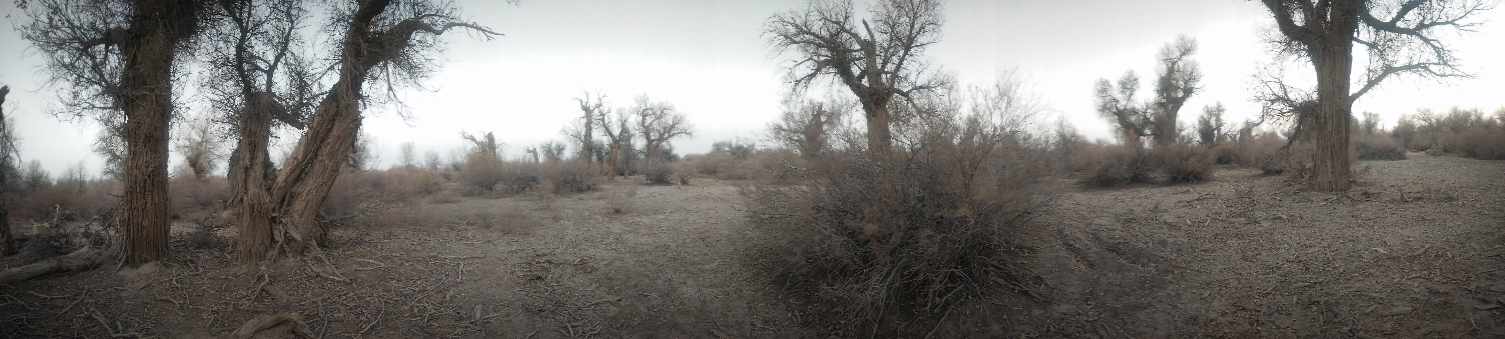 populus_euphratica_44